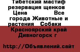 Тибетский мастиф резервация щенков › Цена ­ 100 000 - Все города Животные и растения » Собаки   . Красноярский край,Дивногорск г.